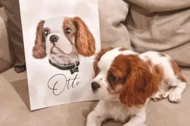 Très jolie Chiot femelle Cavalier King Blenheim, Cotonou