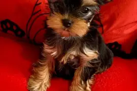 Bébé Yorkshire Terrier Femelle