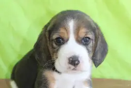 Chiot Beagle Femelle