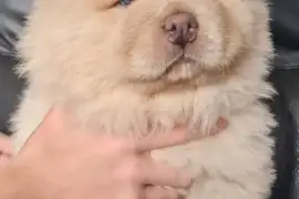 Chiot Adorable Chow Chow Femelle