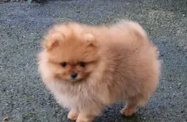 Mignonne Chiot Spitz allemand Femelle