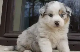 Jolie Chiot Berger Australien Femelle