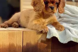 Très belle femelle Cavalier King Charles, Cotonou