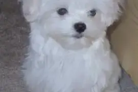 Magnifique Chiot Bichon Maltais, TROIS RIVIERES