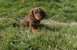 Vend chiot Teckel poil long, Richelieu