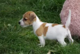Sublimes  Chiots Jack Russell Pure Race , Richmond