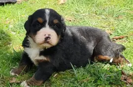  Chiots Bouvier Bernois, Regina