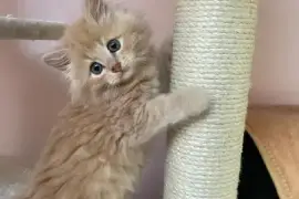 Chaton Sibérien, TROIS RIVIERES