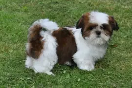 Chiot femelle Shih Tzu pure race LOF, Port Orchard