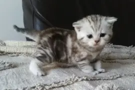 Chaton British Longhair Femelle