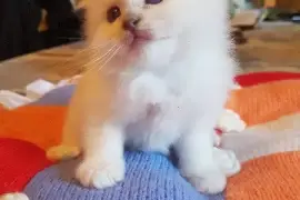 chaton (Femelle) Sacré de Birmanie