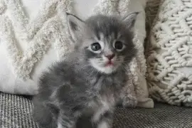 Magnifique Chaton Maine Coon Femelle
