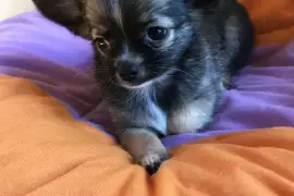 Chiot chihuahua femelle inscrit à LOF , Port Orchard