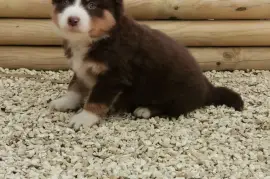 Chiot Berger Australien, Laval