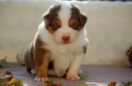 Chiot Berger Australien, Laval