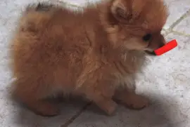 Spitz Allemand petit/ nain CKC, Papineau 