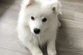 Très belle Chiot Spitz Japonais femelle, Cotonou