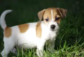 Belle Chiot Jack Russell, Mercier