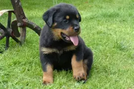 Chiot Rottweiler Race Pure, Drummondville