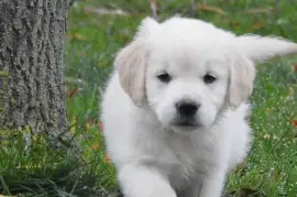 Chiot Golden Retriever 
