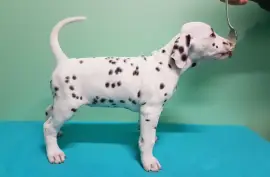 Chiot Dalmatien Race Pure, Alberta 