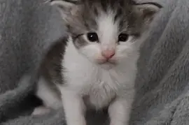 Chaton Maine Coon, Mercier