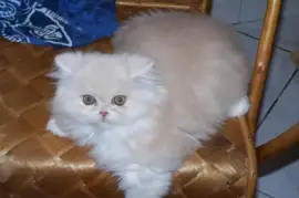 Chaton Persan, Saint-Hyacinthe