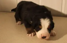 Chiot Bouvier Bernois, Flin Flon