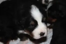 Chiot Bouvier Bernois, Flin Flon