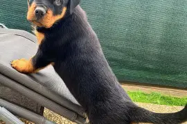 Belle chiot rottweiler femelle trois mois, Cotonou