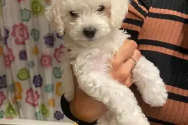 Ma très belle Chiot Caniche Toy femelle., Cotonou