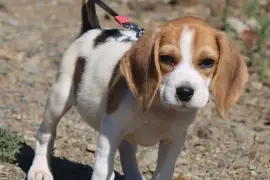 Admirable Chiot Beagle femelle de 3 mois une semai, Cotonou