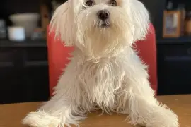 Très jolie Chiot Bichon Maltais femelle, Cotonou