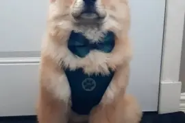 Adorable chiot Chow Chow femelle., Cotonou
