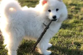 Belle chiot Samoyède femelle de 3 mois deux semain, Cotonou