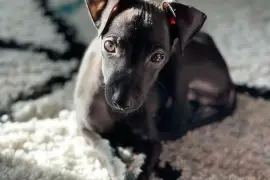 Magnifique Chiot Petit Lévrier Italien femelle, Cotonou