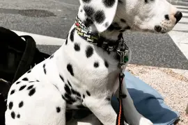 Très courageuse chiot Dalmatien femelle de trois , Cotonou