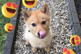 Très belle Chiot Spitz Finlandais, Cotonou