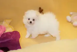 Adorable Chiot Spitz poméranien, Laval