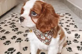 Très jolie Chiot femelle Cavalier King Blenheim, Cotonou