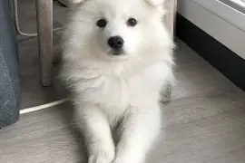 Très belle Chiot Spitz Japonais femelle, Cotonou