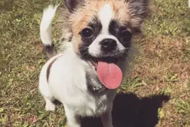 Très belle Chiot Chihuahua femelle de long Poil, Cotonou