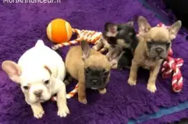 	Chiots bouledogues francais , Montreal