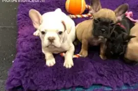	Chiots bouledogues francais , Montreal