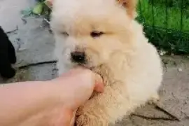 	Magnifiques chiots chow chow , Drummondville