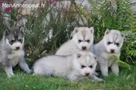 	Chiots husky de sibérie 