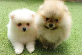 	Adorables Chiots Spitz NAIN 