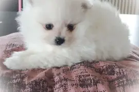 	Adorables Chiots Spitz NAIN 