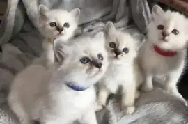 	Chatons Sacre de birmanie 