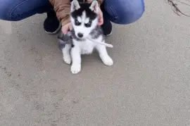 Superbes Chiot Husky Sibérien Femelle, Ontario